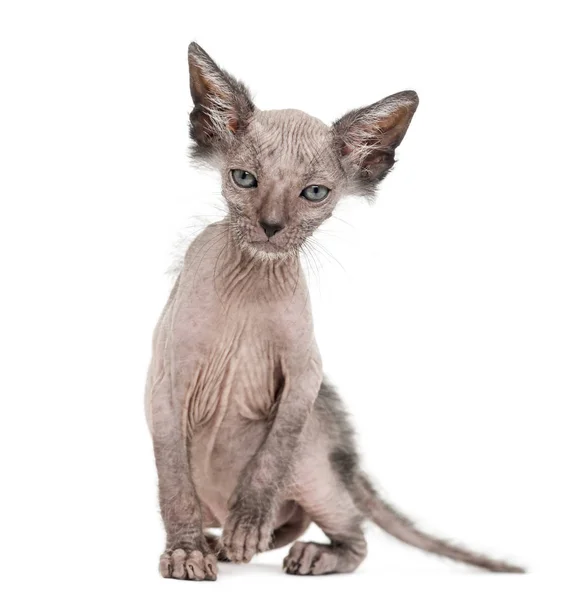 Gatinho Lykoi gato, 7 semanas de idade, também chamado de Werewolf gato sitt — Fotografia de Stock