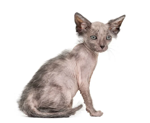 Gatito Lykoi gato, 7 semanas de edad, también llamado el Hombre Lobo gato sentado —  Fotos de Stock