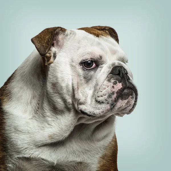 English Bulldog looking at camera, against green background — Stock Photo, Image