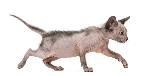 Gattino Lykoi gatto, 7 settimane, chiamato anche il gatto licantropo passeggiata — Foto Stock
