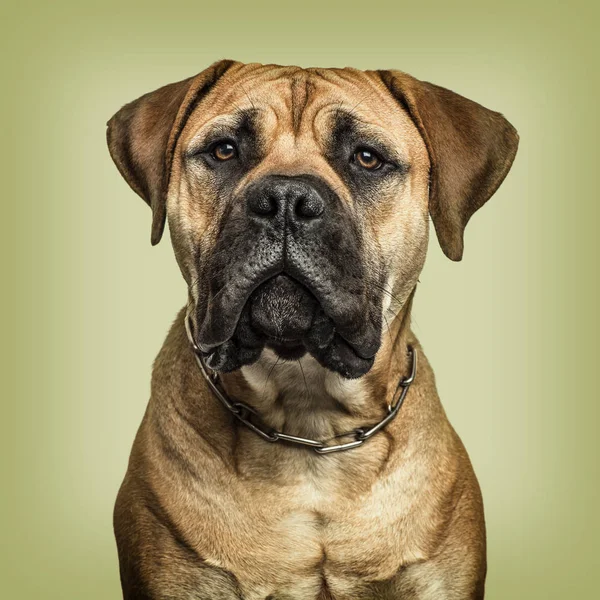 Close-up de Bullmastiff olhando para a câmera contra backgrou verde — Fotografia de Stock