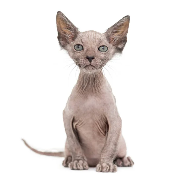 Gatito Lykoi gato, 7 semanas de edad, también llamado el Hombre Lobo gato sentado —  Fotos de Stock