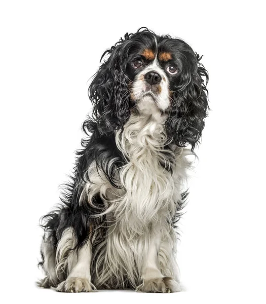 Cavalier King Charles Spaniel zitten tegen de witte achtergrond — Stockfoto