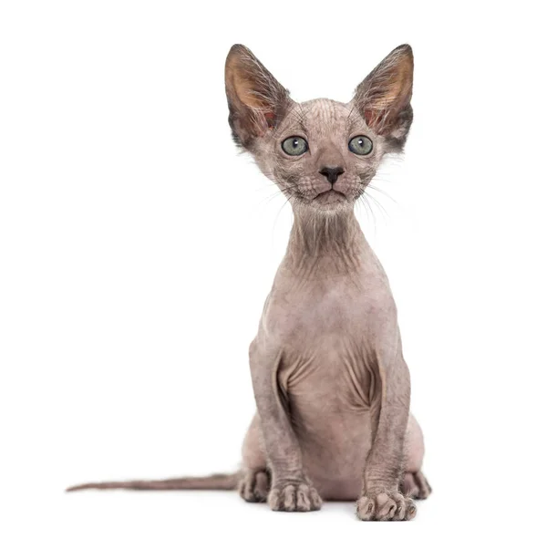 Kitten Lykoi cat, 7 weeks old, also called the Werewolf cat look — Stock Photo, Image