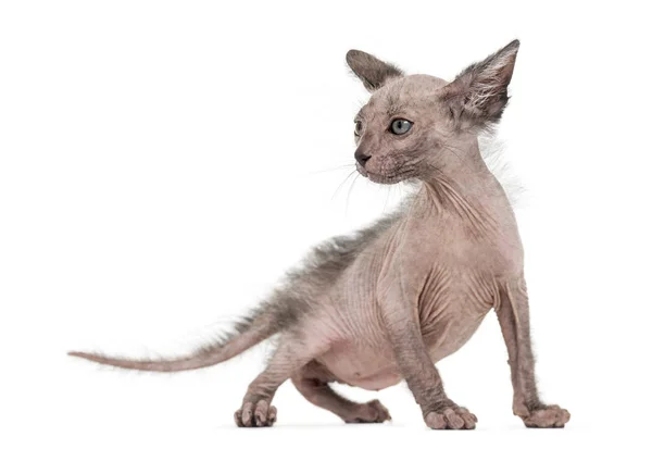 Gatinho Lykoi gato, 7 semanas de idade, também chamado de lobisomem gato agai — Fotografia de Stock