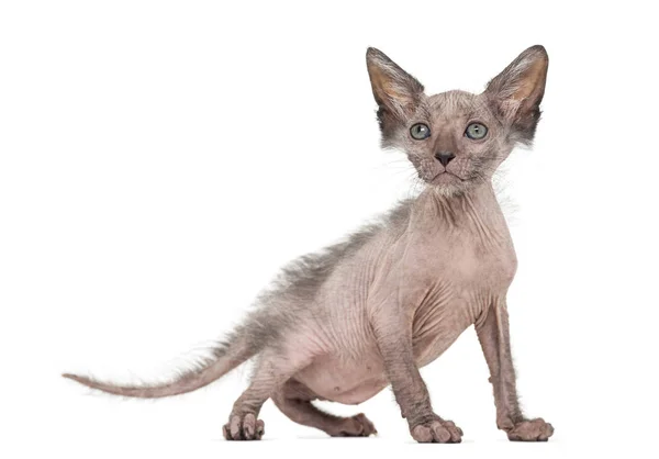 Kitten Lykoi cat, 7 weeks old, also called the Werewolf cat agai — Stock Photo, Image