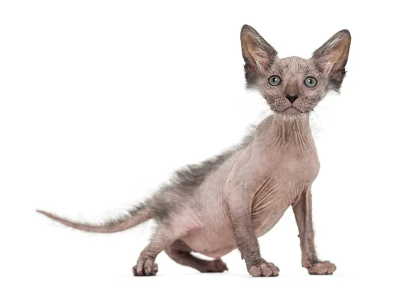 Kitten Lykoi cat, 7 weeks old, also called the Werewolf cat agai — Stock Photo, Image