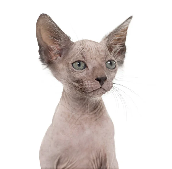 Kitten Lykoi cat, 7 weeks old, also called the Werewolf cat agai — Stock Photo, Image