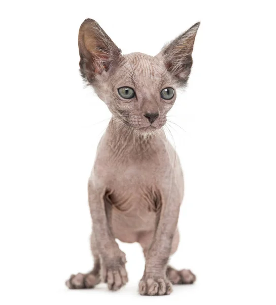 Кошеня Lykoi кіт, 7 тижнів, також званий перевертень кішка проти Ханни Mo — стокове фото