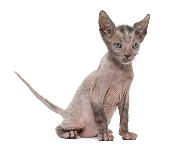 Котенок Lykoi, 7 недель, он же кот Werewolf — стоковое фото