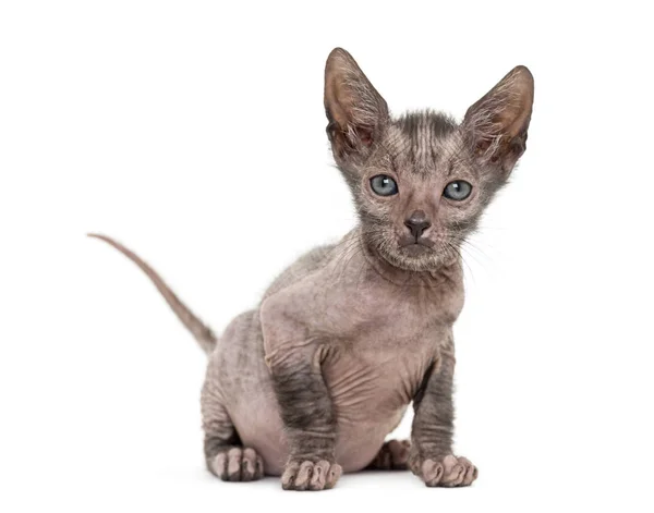 Gattino Lykoi gatto, 7 settimane, chiamato anche il gatto licantropo seduto — Foto Stock