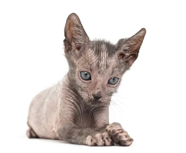Yavru kedi Lykoi kedi, 7 hafta yaşlı, kurt adam kedi agai olarak da bilinir — Stok fotoğraf