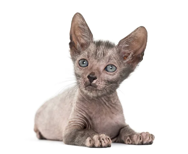 Kätzchen lykoi cat, 7 Wochen alt, auch Werwolfkatze agai genannt — Stockfoto