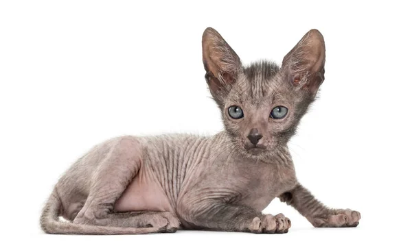 Kitten Lykoi cat, 7 weeks old, also called the Werewolf cat lyin — Stock Photo, Image