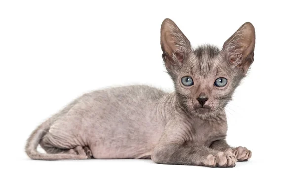Gattino Lykoi gatto, 7 settimane, chiamato anche il gatto licantropo agai — Foto Stock