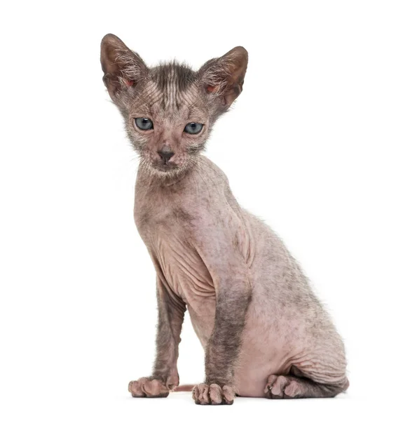 Кошеня Lykoi кіт, 7 тижнів, також званий перевертень кішка проти Ханни Mo — стокове фото