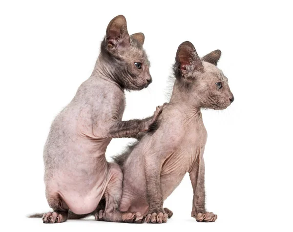 Lykoi 猫、7 週齢、狼猫 aga とも呼ばれます — ストック写真