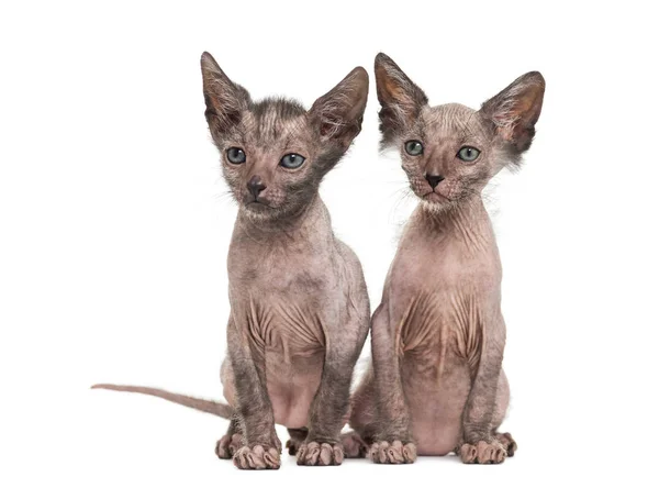 Kitten Lykoi cat, 7 weeks old, also called the Werewolf cat agai — Stock Photo, Image