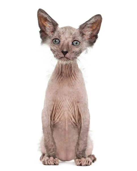 Kitten Lykoi cat, 7 weeks old, also called the Werewolf cat agai — Stock Photo, Image