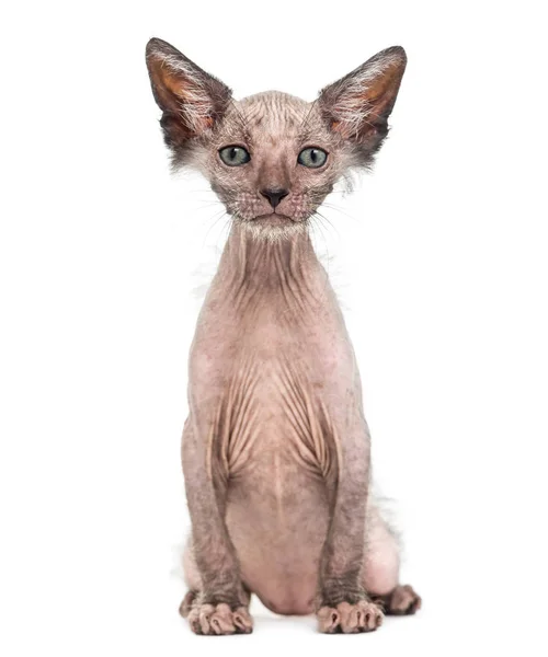 Yavru kedi Lykoi kedi, 7 hafta yaşlı, kurt adam kedi agai olarak da bilinir — Stok fotoğraf