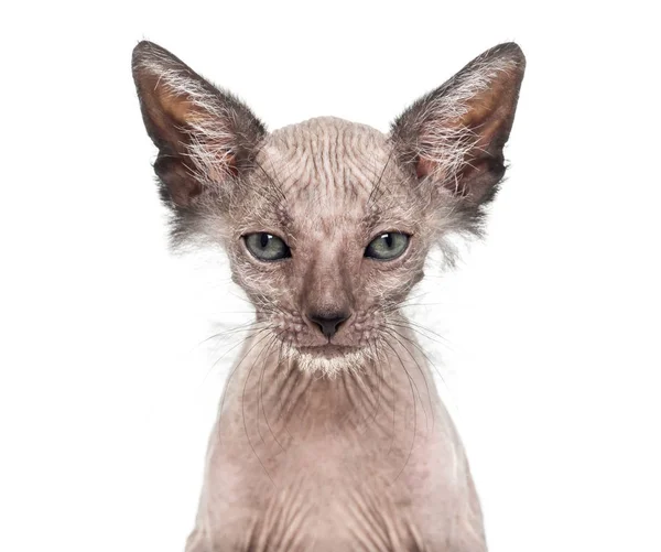 Gatinho Lykoi gato, 7 semanas de idade, também chamado de lobisomem gato agai — Fotografia de Stock