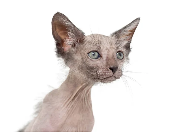 Kitten Lykoi kat, 7 weken oud, ook wel genoemd de weerwolf kat agai — Stockfoto