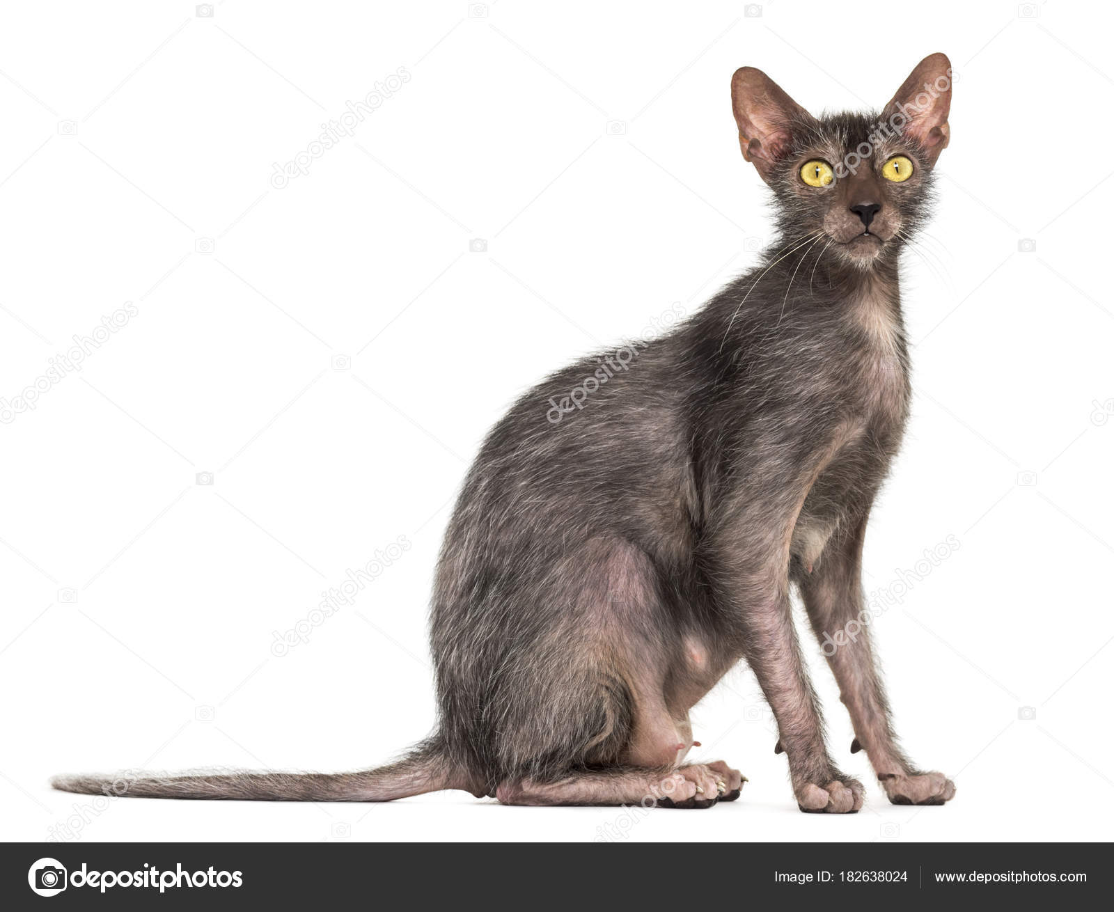 Lykoi Cat Also Called The Werewolf Cat Against White Background Stock Photo Image By C Lifeonwhite 182638024