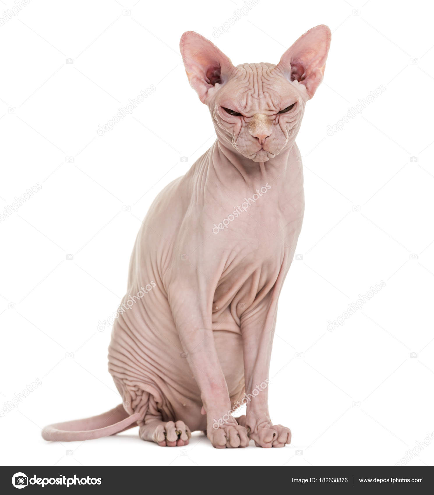 Sphynx Hairless Cat 4 Years Old Against White Background Stock Photo Image By C Lifeonwhite