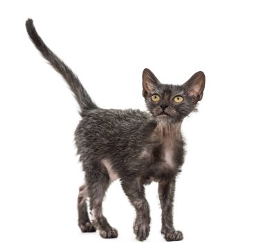 Yavru kedi Lykoi kedi, 3 aylık kurt adam kedi tuvalet olarak da bilinir