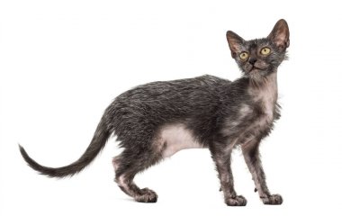 Yavru kedi Lykoi kedi, 3 aylık kurt adam kedi aga olarak da bilinir