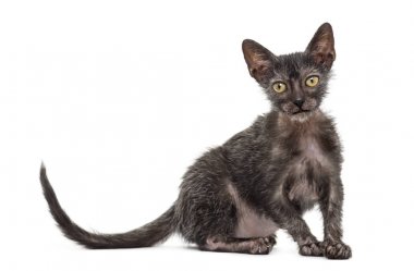 Yavru kedi Lykoi kedi, 3 aylık kurt adam kedi aga olarak da bilinir