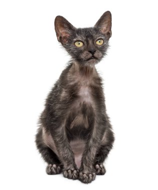 Yavru kedi Lykoi kedi, 3 aylık kurt adam kedi aga olarak da bilinir