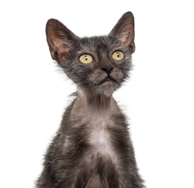 Yavru kedi Lykoi kedi, 3 aylık kurt adam kedi aga olarak da bilinir