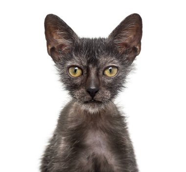 Yavru kedi Lykoi kedi, 3 aylık kurt adam kedi aga olarak da bilinir
