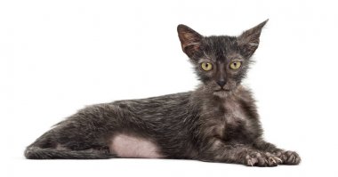 Yavru kedi Lykoi kedi, 3 aylık kurt adam kedi düşünüyorsun olarak da bilinir