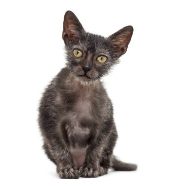 Yavru kedi Lykoi kedi, 3 aylık kurt adam kedi aga olarak da bilinir