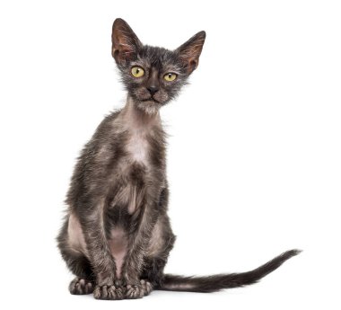 Yavru kedi Lykoi kedi, 3 aylık kurt adam kedi aga olarak da bilinir