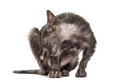 Yavru kedi Lykoi kedi, 3 aylık kurt adam kedi scr olarak da bilinir