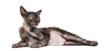 Yavru kedi Lykoi kedi, 3 aylık kurt adam kedi düşünüyorsun olarak da bilinir