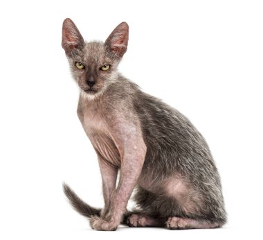 Yavru kedi Lykoi kedi, 3 aylık kurt adam kedi aga olarak da bilinir