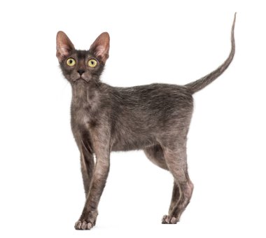 Lykoi kedi, 7 ay yaşlı, kurt adam kedi wh karşı olarak da bilinir