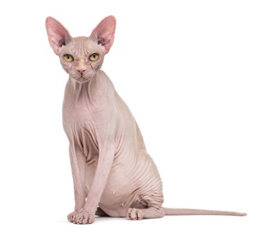Sphynx, 4 yaşında beyaz arka planı,
