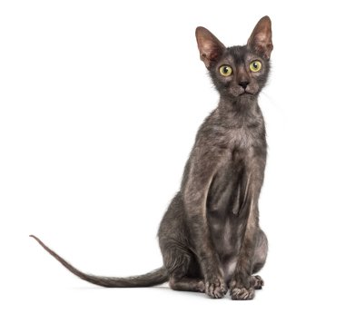 Lykoi kedi, 7 ay yaşlı, kurt adam kedi karşı da denir 
