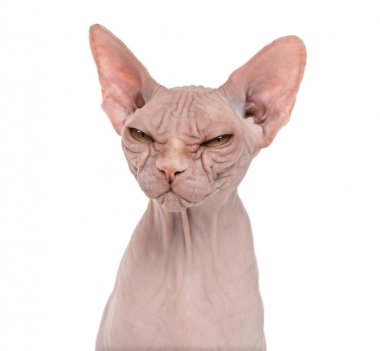 Sphynx, 4 yaşında beyaz arka planı,