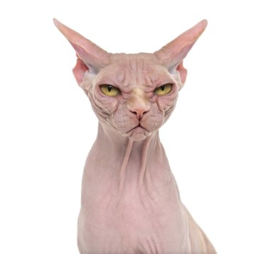 Sphynx, 4 yaşında beyaz arka planı,