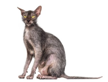 Lykoi kedi, kurt adam kedi beyaz arka plan olarak