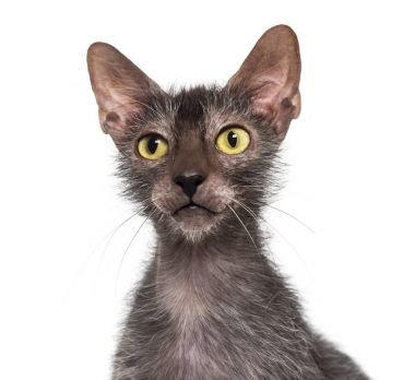 Lykoi kedi, kurt adam kedi beyaz arka plan olarak
