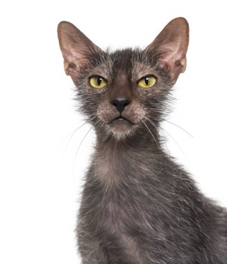 Lykoi kedi, kurt adam kedi beyaz arka plan olarak