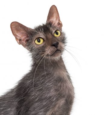 Lykoi kedi, kurt adam kedi beyaz arka plan olarak