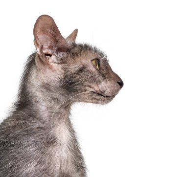 Lykoi kedi, kurt adam kedi beyaz arka plan olarak